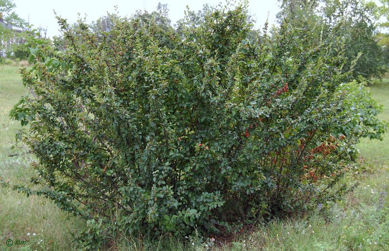 Кизильник блестящий кустарник