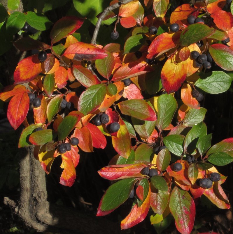 Кизильник Млечный Cotoneaster lucidus