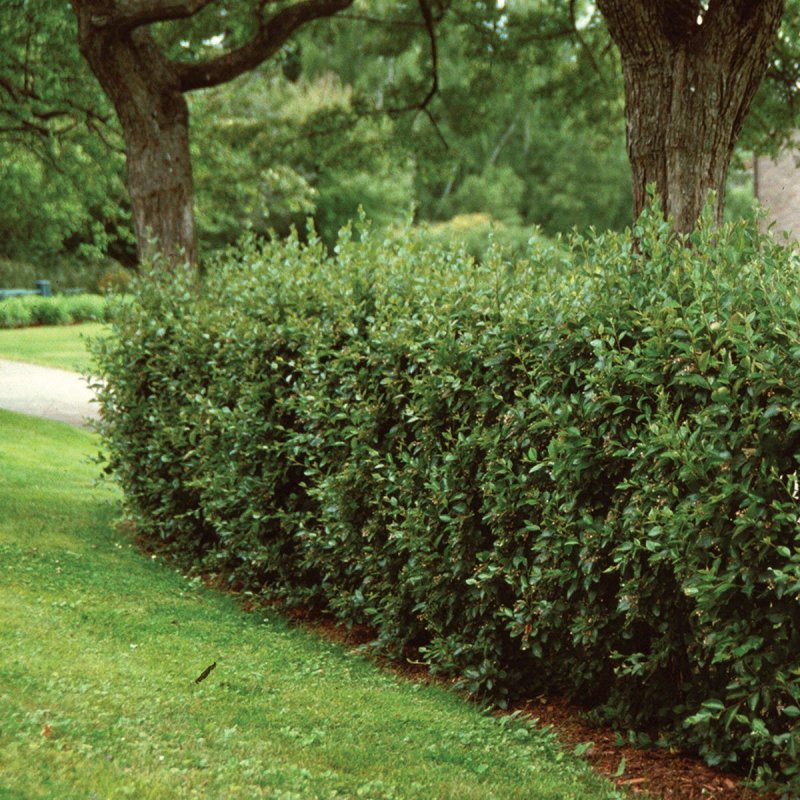 Кизильник Cotoneaster lucidus