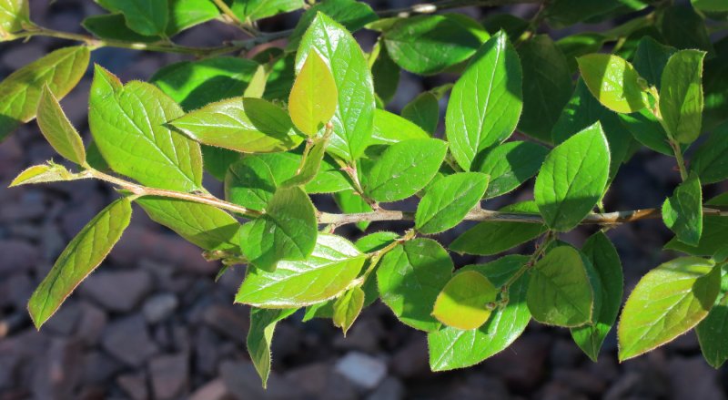 Кизильник блестящий Cotoneaster lucidus