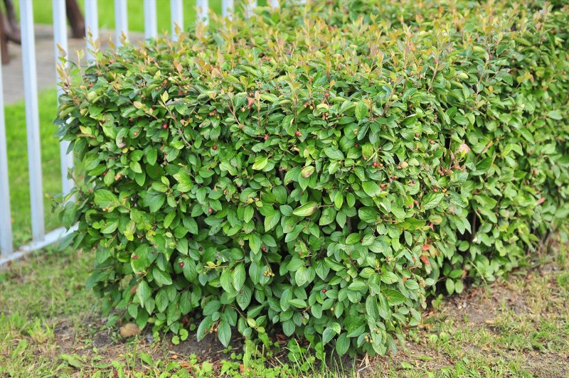 Кизильник Cotoneaster lucidus