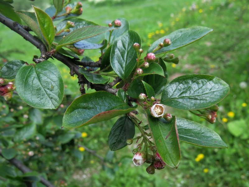 Кизильник Млечный Cotoneaster lucidus
