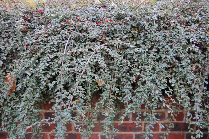 Кизильник Cotoneaster lucidus