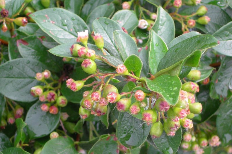 Кизильник Cotoneaster lucidus