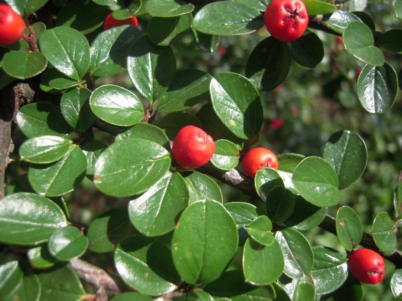 Cotoneaster salicifolius Gnom