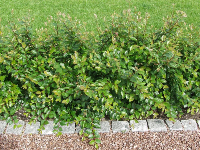 Cotoneaster lucidus изгородь
