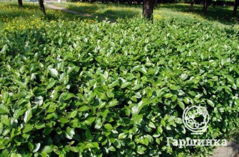 Кизильник Cotoneaster lucidus