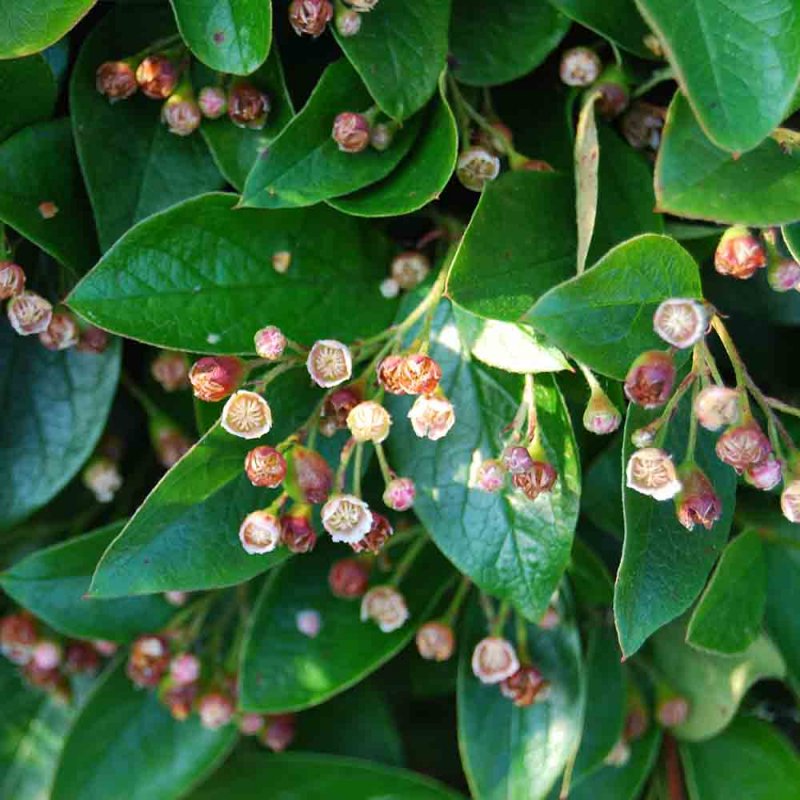 Кизильник Cotoneaster lucidus