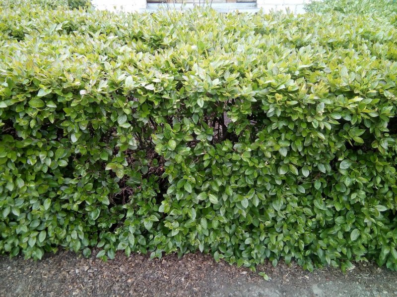 Кизильник блестящий (Cotoneaster acutifolius)
