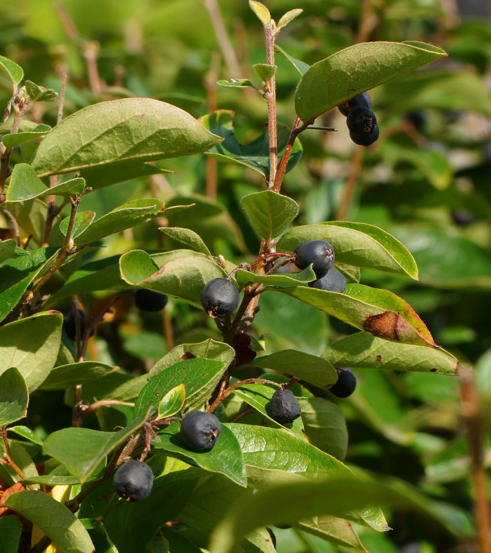 Кизильник блестящий Cotoneaster lucidus