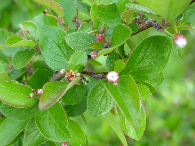 Кизильник блестящий Cotoneaster lucidus