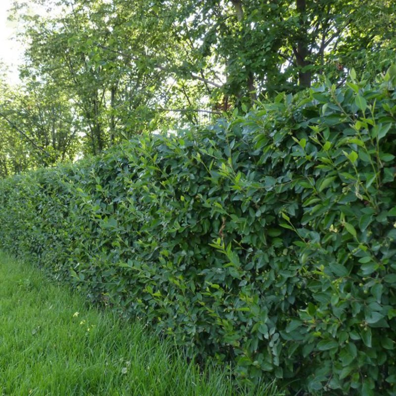 Кизильник Cotoneaster lucidus