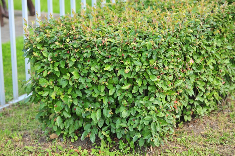 Кизильник блестящий "Cotoneaster"