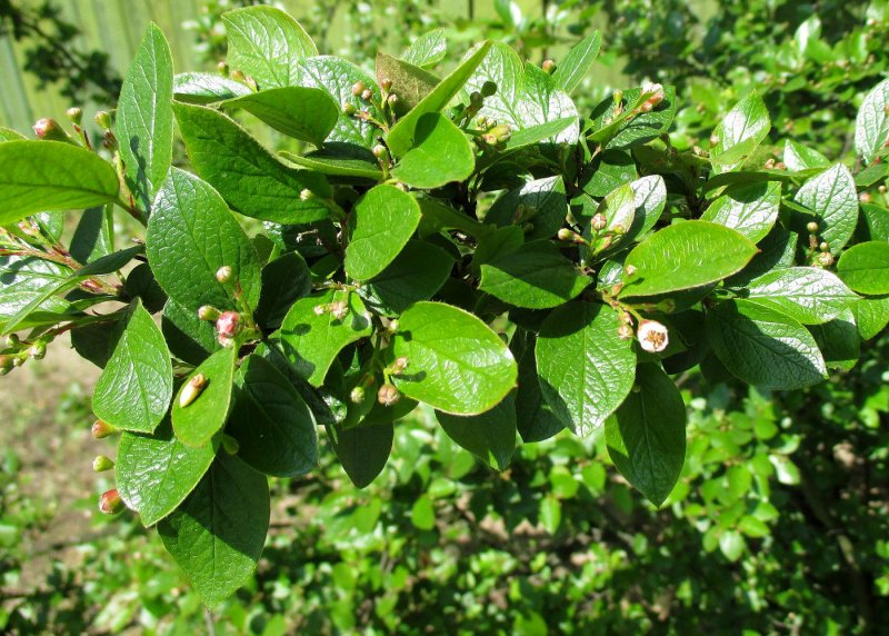 Кизильник растопыренный (Cotoneaster divaricatus)