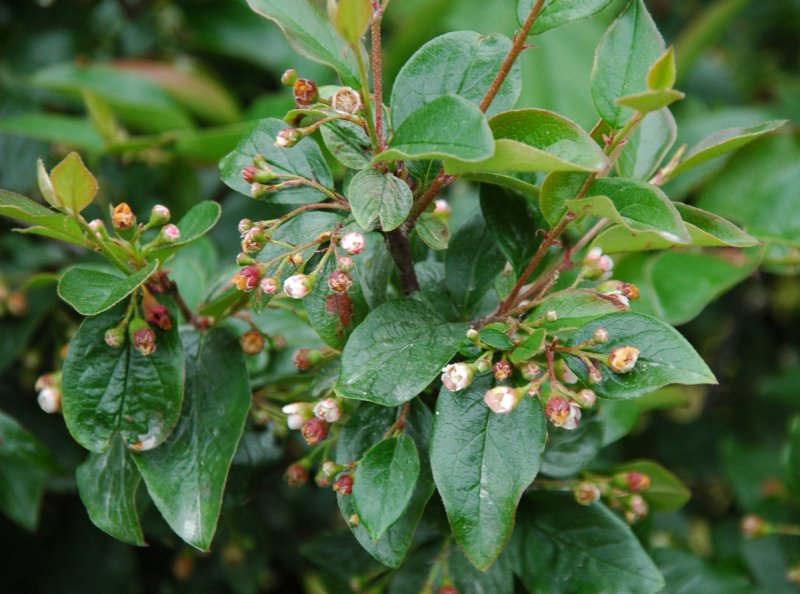 Кизильник блестящий "Cotoneaster"
