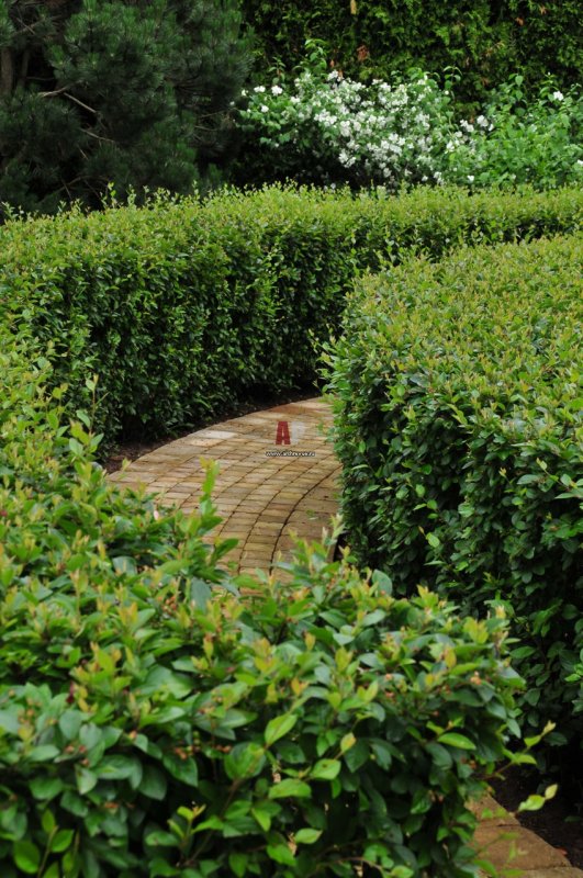 Кизильник Cotoneaster lucidus