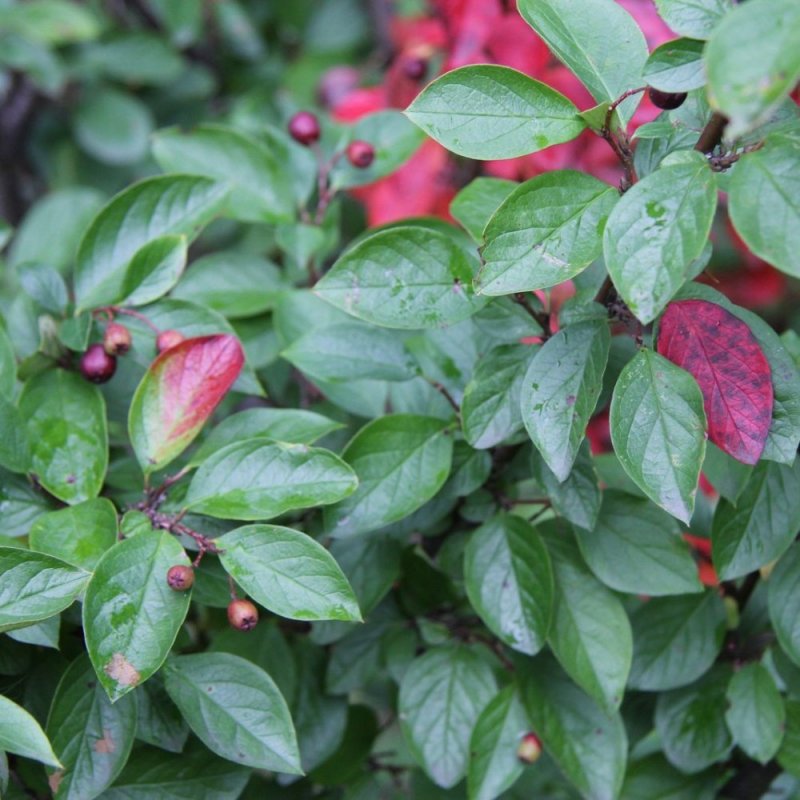 Кизильник блестящий Cotoneaster lucidus