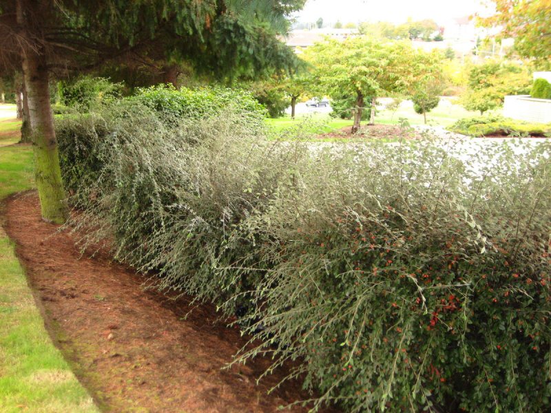 Кизильник Cotoneaster lucidus