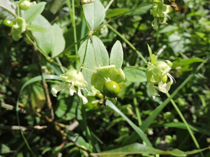 Волдырник ягодный - Cucubalus baccifera