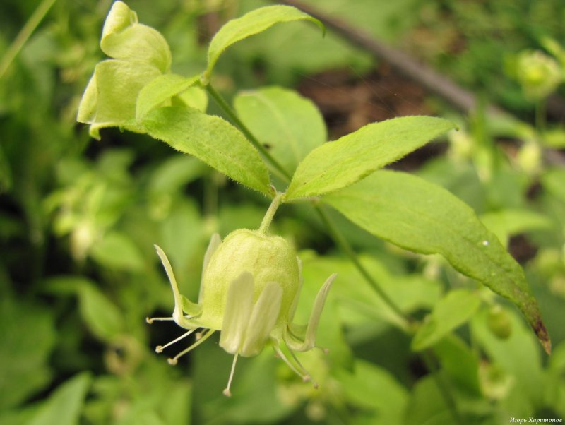 Silene baccifera