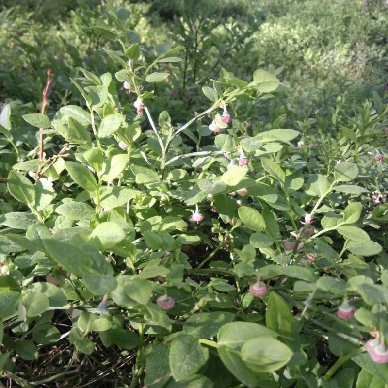 Волдырник ягодный - Cucubalus baccifera