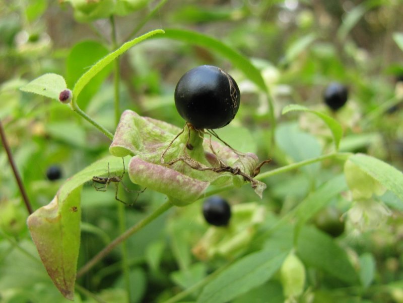 Волдырник ягодоносный (Cucubalus baccifer l.)