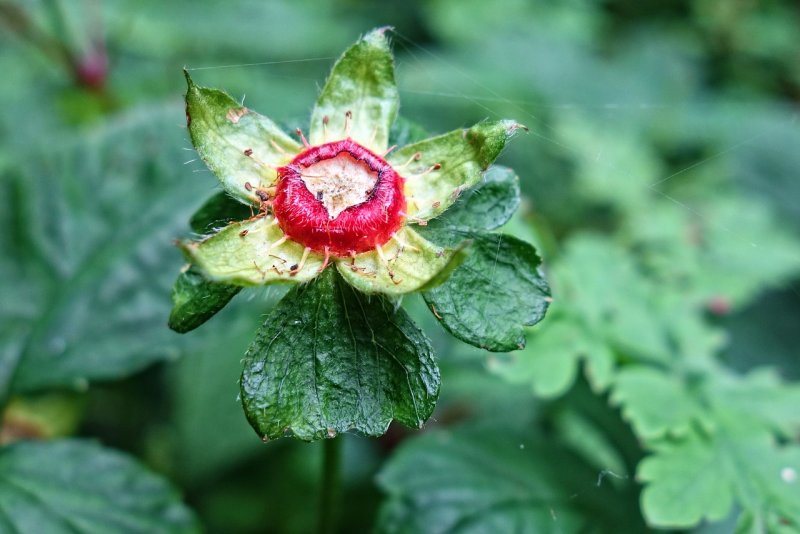 Silene baccifera