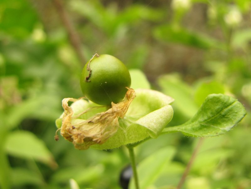 Волдырник ягодный - Cucubalus baccifera