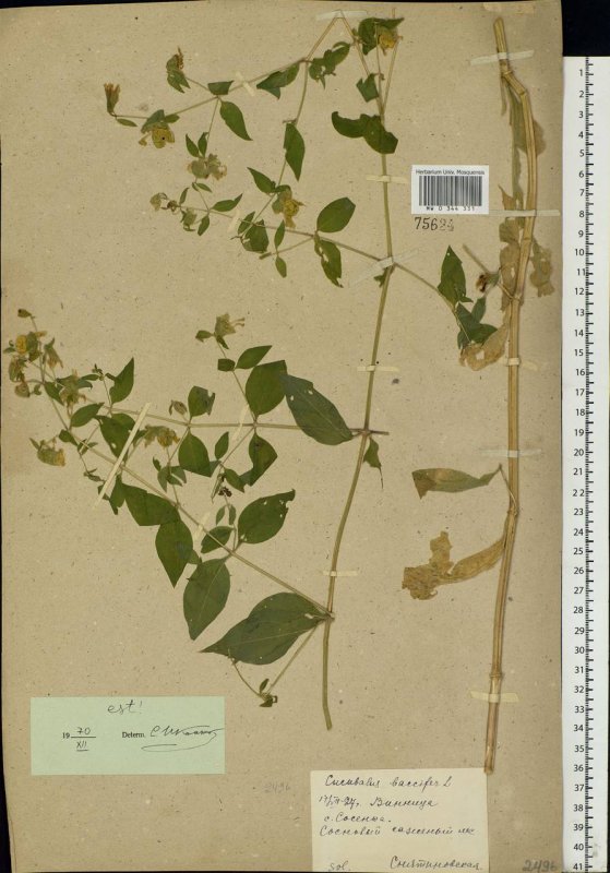 Silene baccifera (l.) Roth