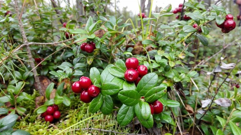 Silene baccifera (l.) Roth