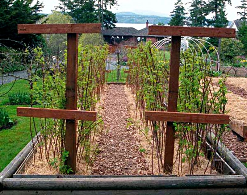 Grape Trellis