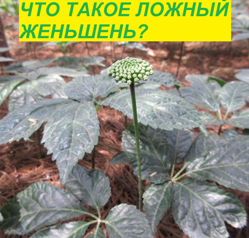 Ареал произрастания женьшеня
