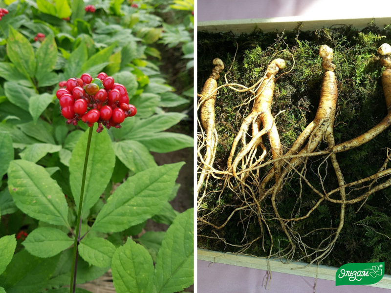 Американский женьшень ( Panax quinquefolius )