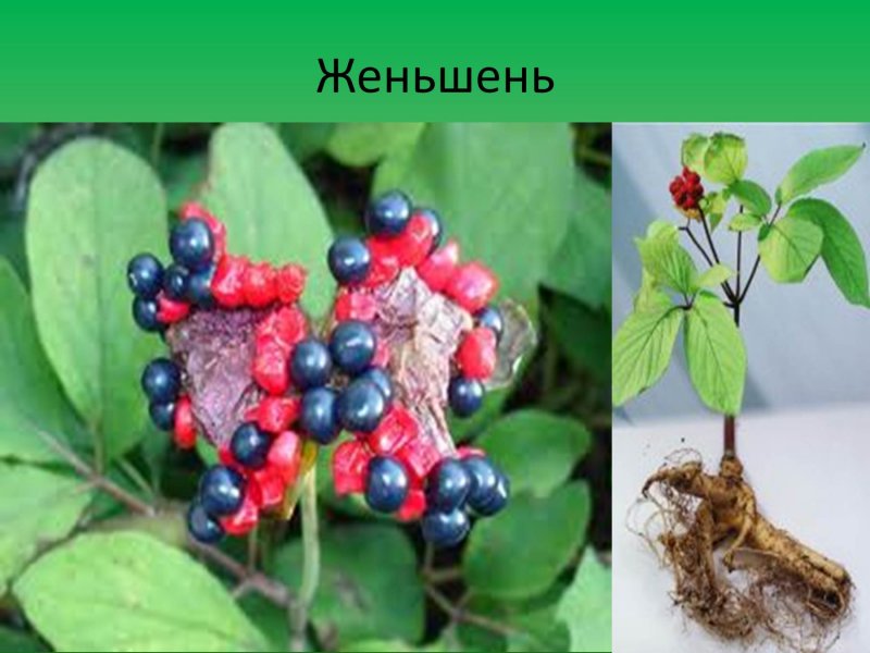 Дальний Восток женьшень