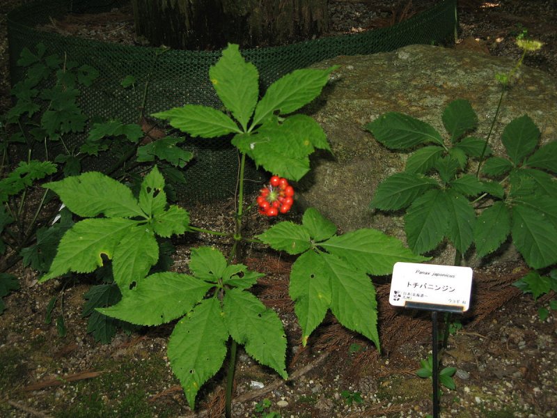 Panax japonicus