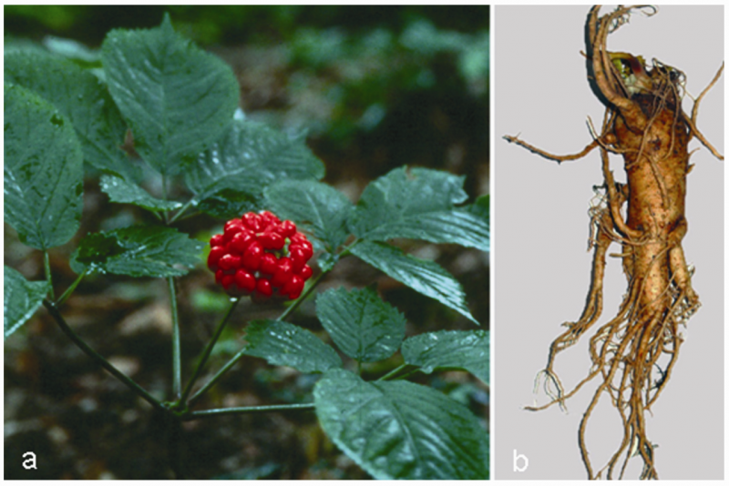 Женьшень обыкновенный (Panax Ginseng с. a. Mey