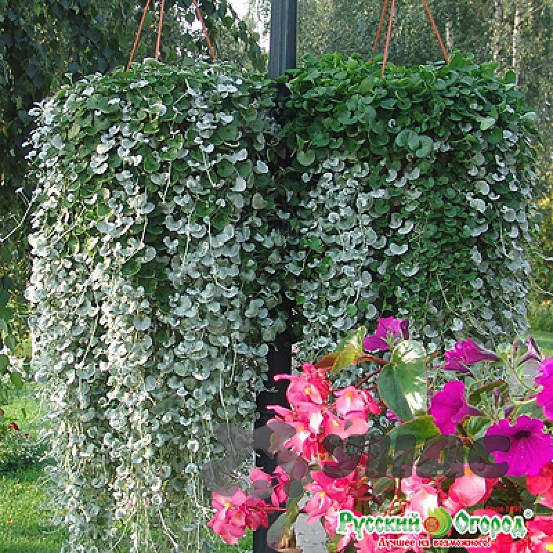 Дихондра ампельная