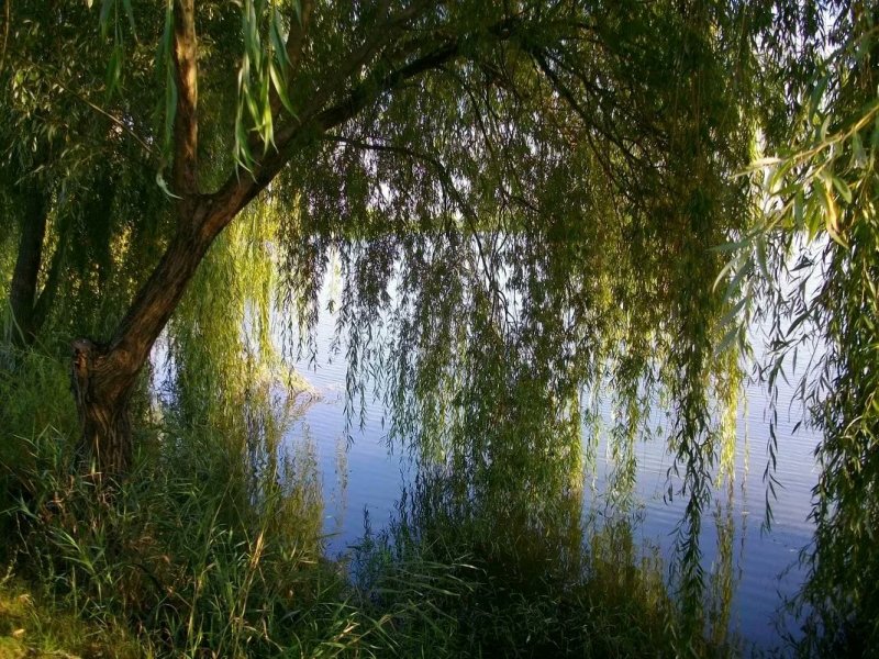 Плакучая Ива дерево