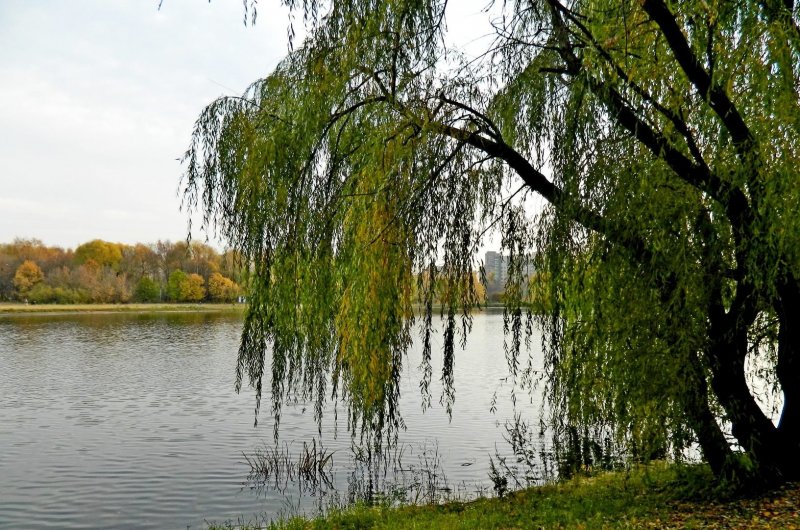 Ива белая плакучая