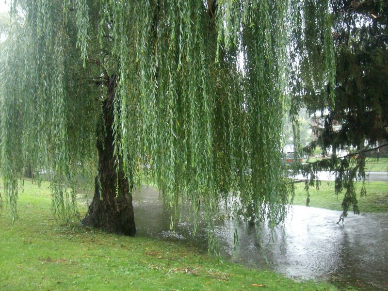 Плакучая Ива у воды