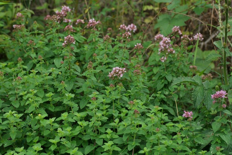 Origanum vulgare молодая