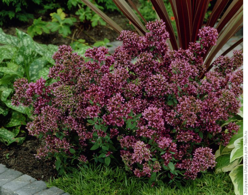 Origanum laevigatum