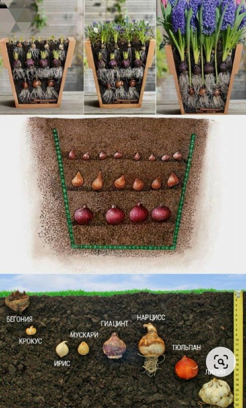 Ящик для посадки луковичных