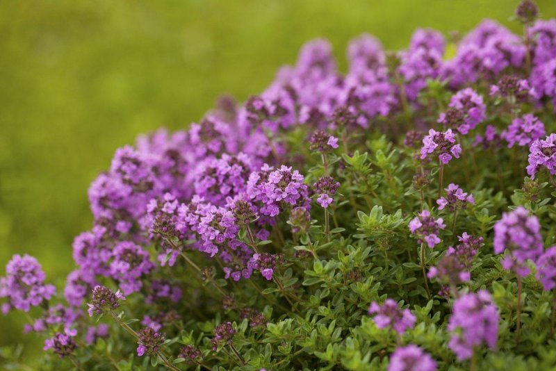 Тимьян Thymus