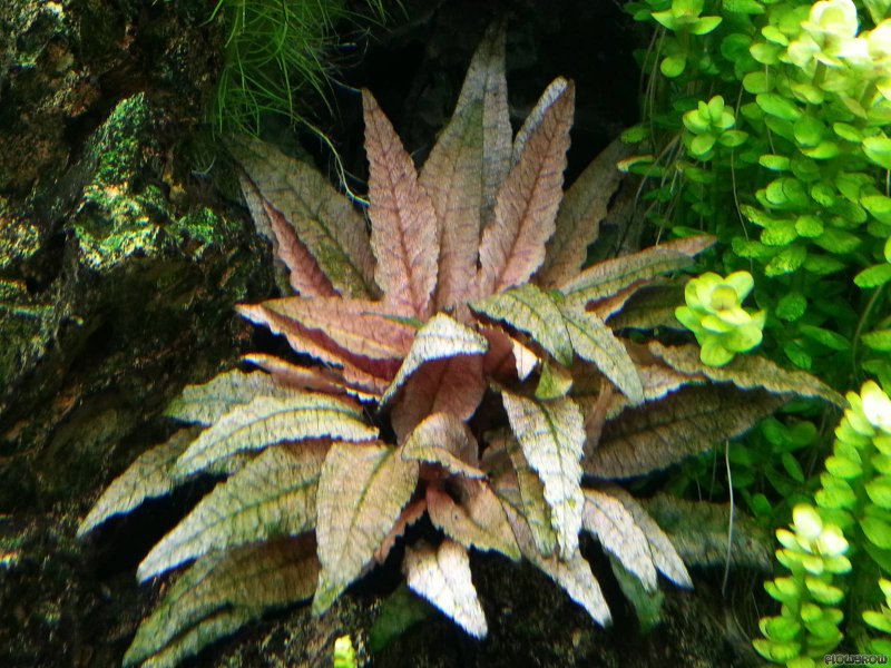 Cryptocoryne Petchii