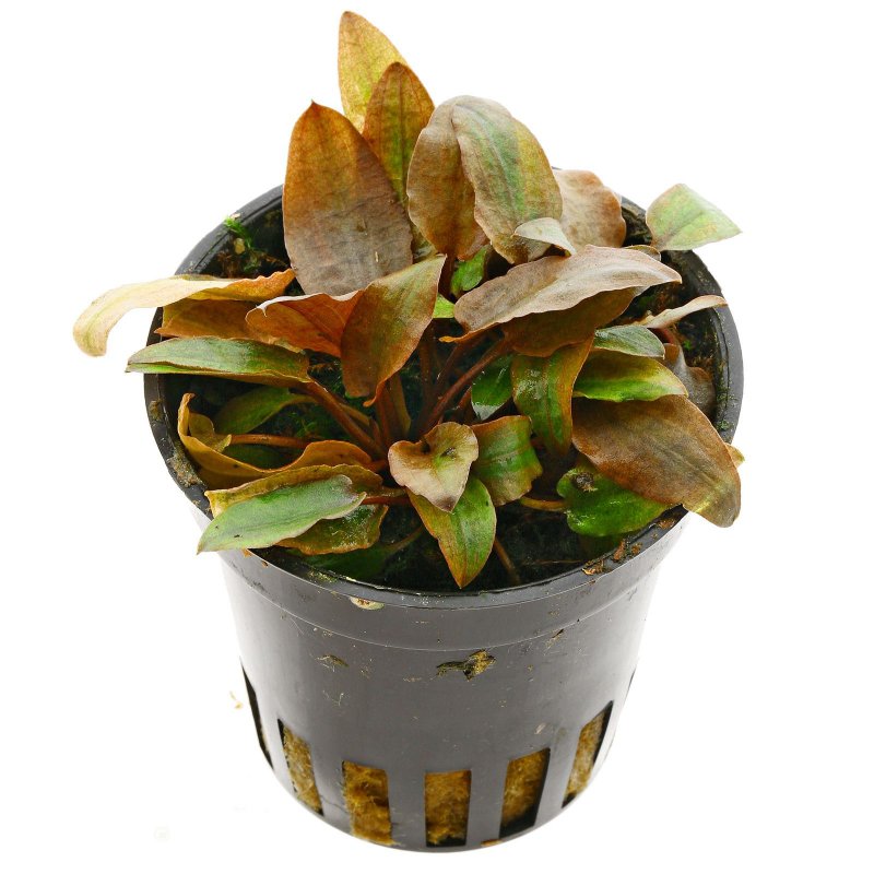 Cryptocoryne beckettii