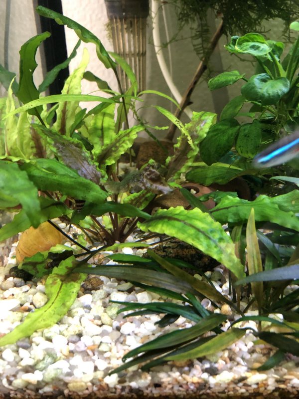 Cryptocoryne beckettii