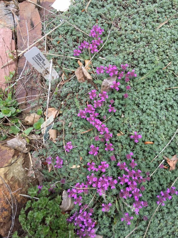 Тимьян Комарова (Thymus komarovii )