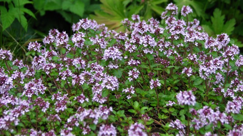Thymus daghestanicus