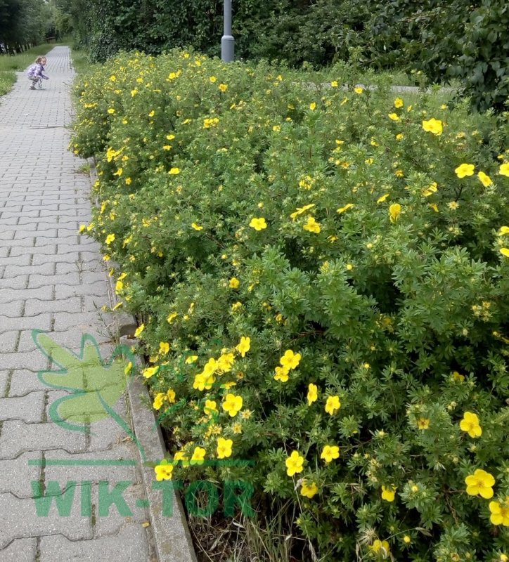 Лапчатка кустарниковая Живая изгородь